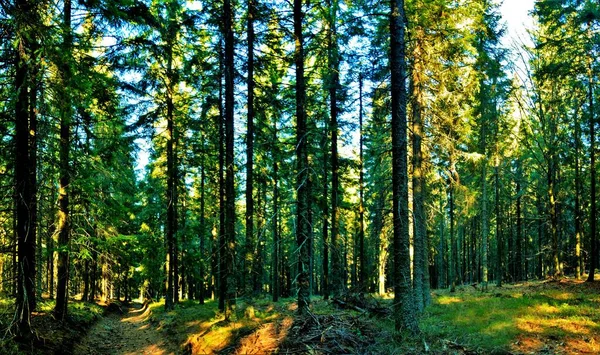 Korkeat Vihreät Puut Metsässä Päivällä — kuvapankkivalokuva