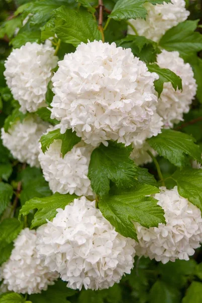 Gros Plan Vertical Fleurs Blanches Hortensia — Photo