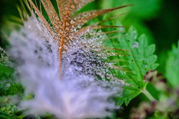 Een Close Shot Van Een Blad Bedekt Met Kristalheldere Vorst — Stockfoto