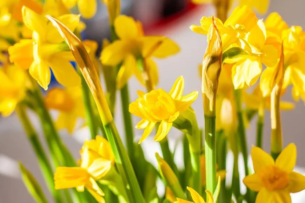 Tiro Close Flores Amarelas Narciso Florescendo Sob Uma Luz Solar — Fotografia de Stock