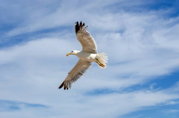 Ein Tiefflug Der Europäischen Heringsmöwe Flug Unter Bewölktem Himmel — Stockfoto