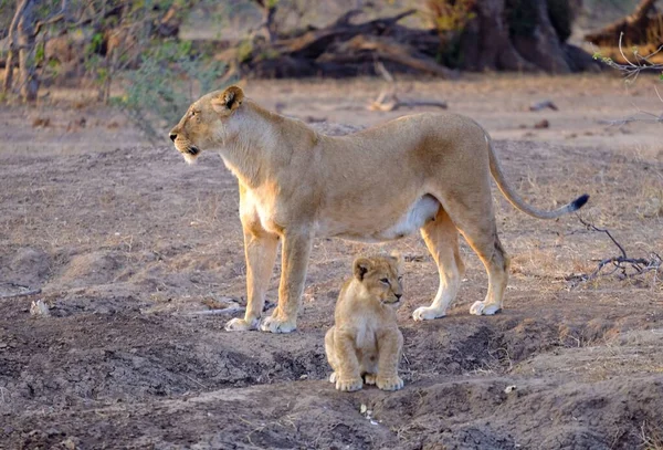 Pequeño León Sentado Frente Madre Safari —  Fotos de Stock