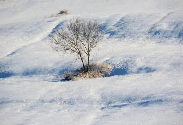 Uma Única Árvore Nua Uma Área Nevada Durante Dia — Fotografia de Stock