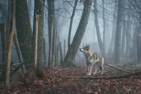 Digoin France May 2020 Beautiful Wolfdog Дивлячись Паркан — стокове фото