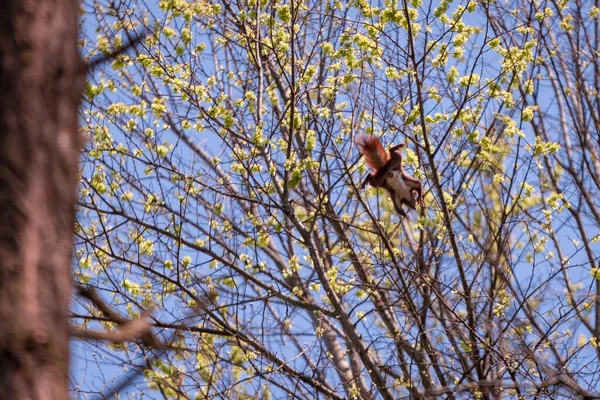 Bir Sincabın Ağaç Dallarında Güzel Çiçeklerle Zıplamasının Alçak Açılı Görüntüsü — Stok fotoğraf