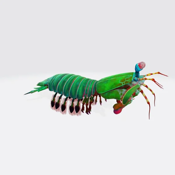 Graphic Illustration Rendered Colorful Shrimp Isolated White Background — Stock Photo, Image