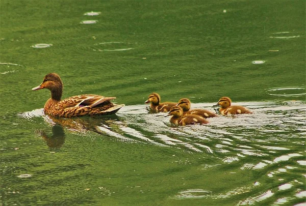Foto Clausura Pata Madre Con Patos Nadando Sobre Superficie Del — Foto de Stock