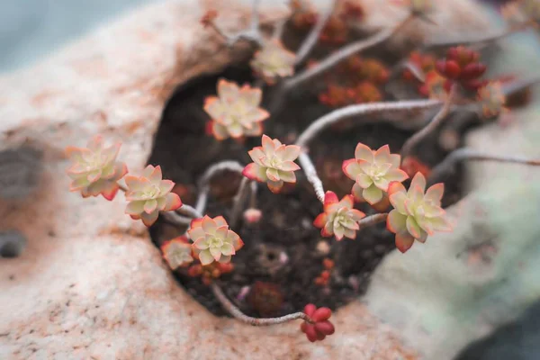 石の鍋に小さな花のクローズアップショット — ストック写真