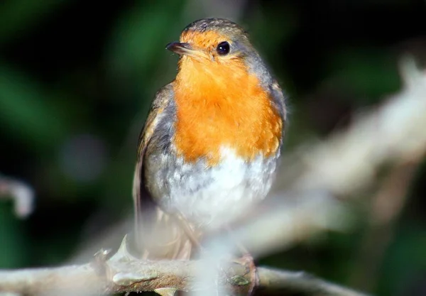 Selective Focus Shot European Robin — Stock Photo, Image