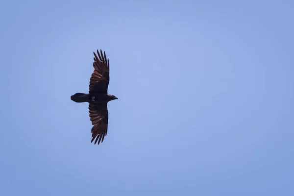 Een Shot Van Majestueuze Felle Buizerd Vliegen Blauwe Heldere Lucht — Stockfoto