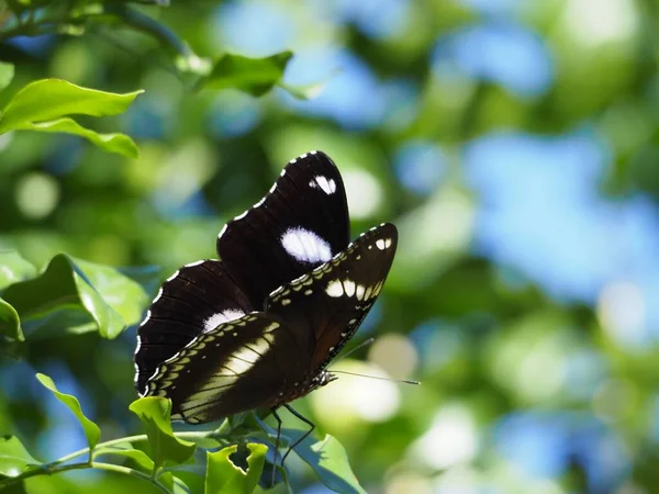 Чорно Білий Метелик Гілці Дерева — стокове фото