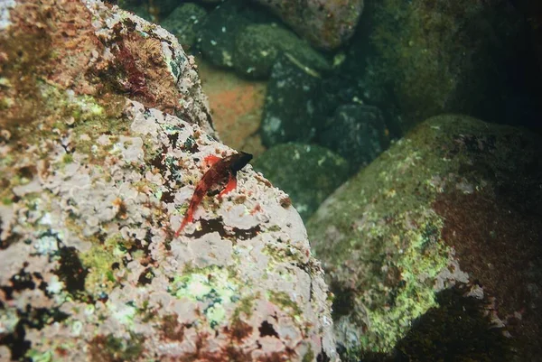 海の底の岩の上を泳ぐ魚の高角度のショット — ストック写真