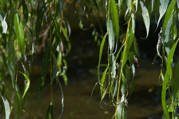 Sebuah Closeup Menembak Cabang Pohon Willow Taman — Stok Foto