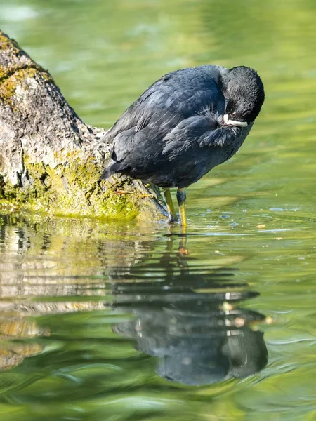 Vertikální Detailní Záběr Černého Ptáka Stojícího Jezeře Odrážejícího Vodě — Stock fotografie