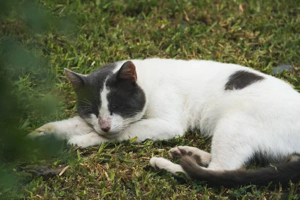 Detailní Záběr Bílé Kočky Černými Skvrnami Spící Trávě Denního Světla — Stock fotografie