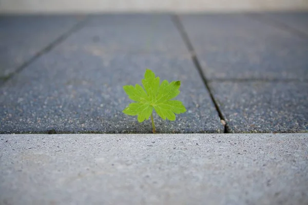 Gros Plan Une Feuille Verte Sur Trottoir — Photo