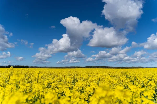 Красивое Желтое Поле Цветами Канолы Облачным Небом — стоковое фото