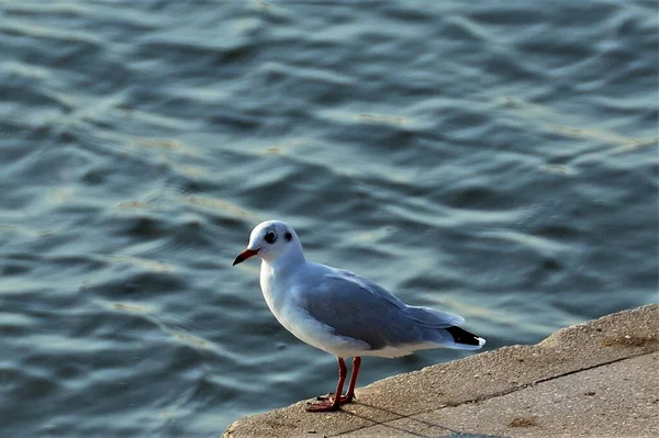 Sebuah Berdiri Burung Camar Putih Dan Abu Abu Dan Laut — Stok Foto