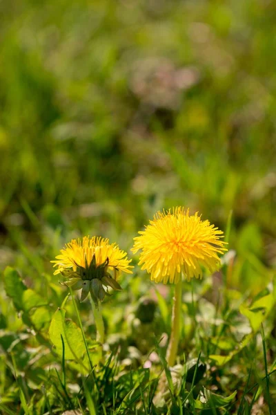 Las Hermosas Flores Diente León Campo — Foto de Stock