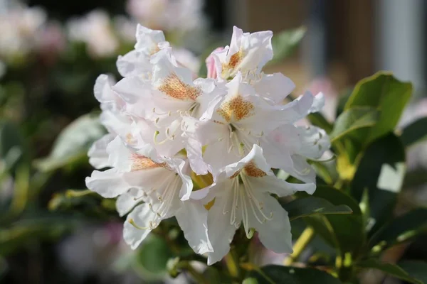 Selektywne Ujęcie Ostrości Kwiatu Rododendronu — Zdjęcie stockowe
