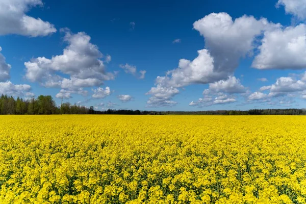 Красивое Желтое Поле Цветами Канолы Облачным Небом — стоковое фото