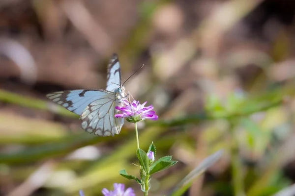 Tiro Foco Seletivo Uma Borboleta Uma Flor — Fotografia de Stock