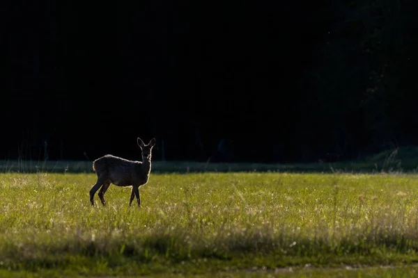 Een Jong Hert Dat Een Grasveld Staat Met Een Zwarte — Stockfoto