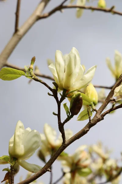 Gros Plan Belles Fleurs Magnolia Sur Fond Flou — Photo