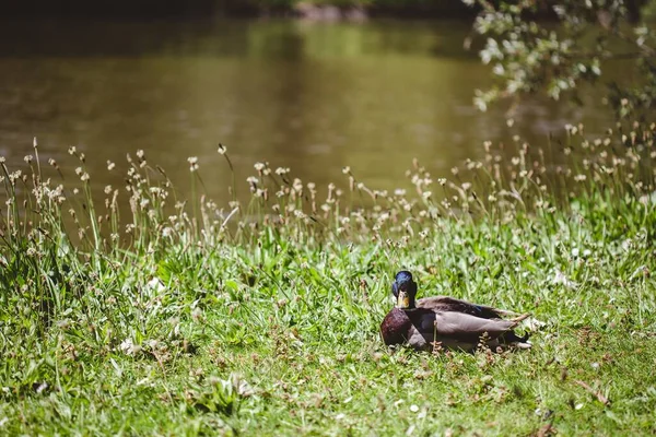 Selective Focus Shot Duck Sitting Grass Covered Field Pond Sunny — Stock Photo, Image