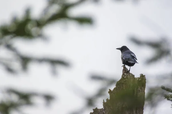 Blackbird Sitting Cut Tree Daytime — Stock Photo, Image