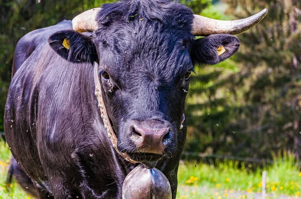 Detailní Záběr Švýcarské Krávy Chycené Col Croix Švýcarských Alpách — Stock fotografie