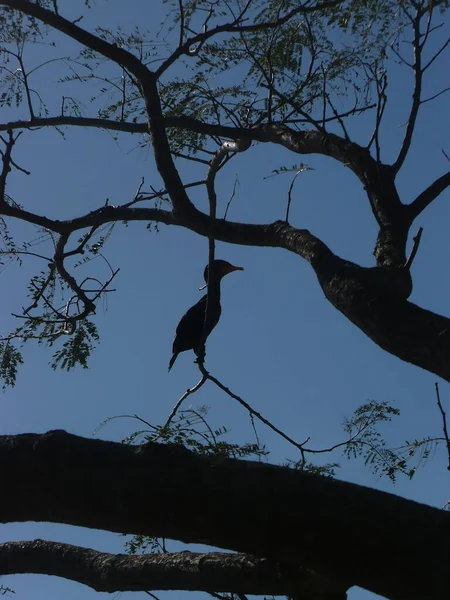 Low Angle Shot Bird Sitting Tree Branch Blue Sky — Stock Photo, Image
