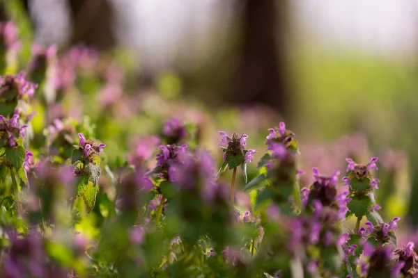 Fioletowe Kwiaty Polne Słoneczny Dzień — Zdjęcie stockowe
