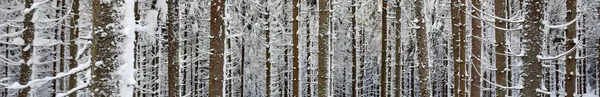 Ağaçların Gövdelerinin Panoramik Bir Görüntüsü Kışın Ormanda Karla Kaplı — Stok fotoğraf