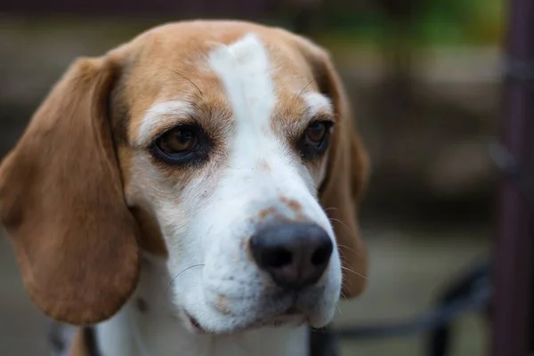 Närbild Nosen Beagle Harrier Hund — Stockfoto