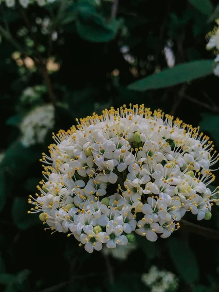 Крупный План Болотного Цветка Чая Лабрадор — стоковое фото