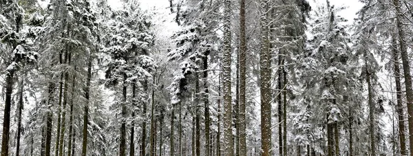 Egy Széles Felvétel Gyönyörű Hófákról Melyeket Egy Hideg Havas Napon — Stock Fotó