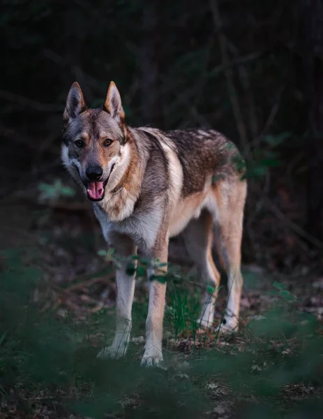 Digoin Frankrike Maj 2020 Porträtt Varghund Stående Skogen — Stockfoto