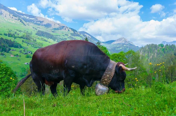 Захватывающий Снимок Швейцарских Альп Сделанный Коль Кроаш Швейцарской Коровой Переднем — стоковое фото