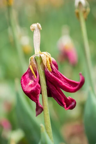 花の落下する赤い花弁の垂直選択的焦点ショット — ストック写真