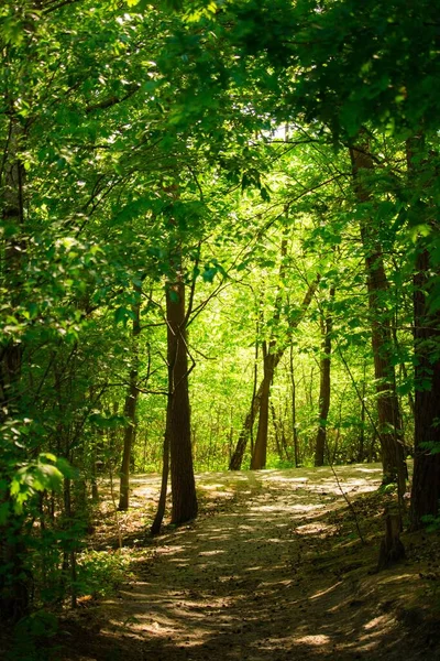 Fascinerande Bild Gröna Träd Skogen Ett Solljus — Stockfoto