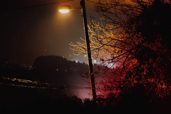 夜间城市里的路灯和树木的特写镜头 — 图库照片