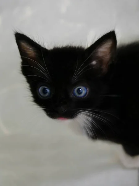 Disparo Vertical Lindo Gato Mullido Negro Con Ojos Azules Mirando —  Fotos de Stock