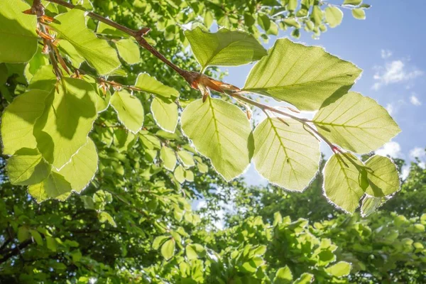 Eine Flache Aufnahme Der Schönen Grünen Blätter Einem Baum Aufgenommen — Stockfoto