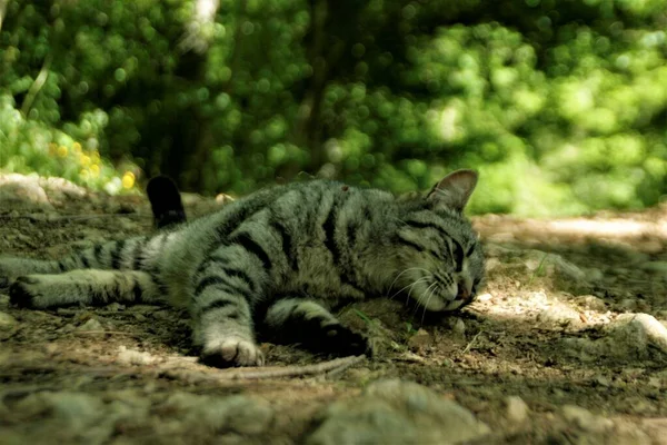 Murgien Spanien Mai 2020 Katze Namens Tana Wald — Stockfoto
