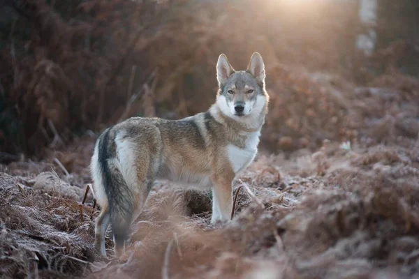 Digoin France May 2020 Portrait Shot Wolfdog Sunrise — Stock Photo, Image