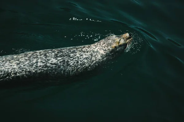 Een Close Shot Van Een Zeehond Die Het Water Zwemt — Stockfoto