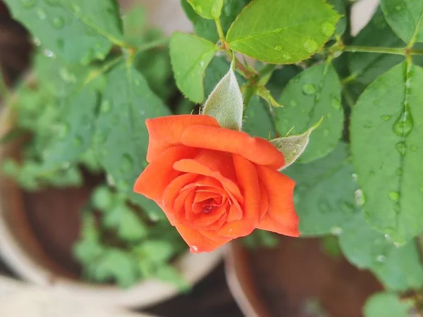 Tiro Seletivo Foco Uma Flor Rosa Alaranjada Jardim — Fotografia de Stock