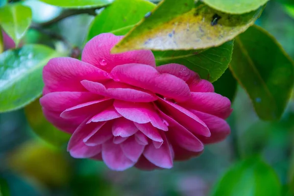 Bahçedeki Pembe Kamelya Çiçeğinin Seçici Odak Noktası — Stok fotoğraf