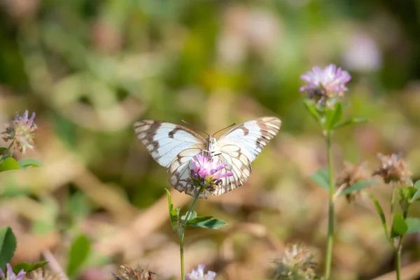 Tiro Foco Seletivo Uma Borboleta Uma Flor — Fotografia de Stock